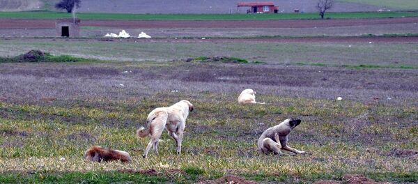 Eskişehir'de sokak köpekleri kadını parçaladı - Sputnik Türkiye
