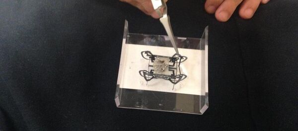 böcek robot - Sputnik Türkiye