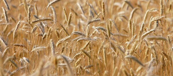 Buğday tarlası - Sputnik Türkiye