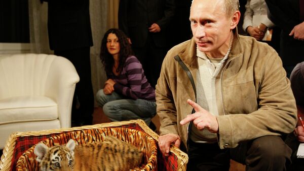 Putin’in Amur kaplanları vahşi doğaya alıştı - Sputnik Türkiye