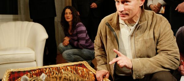 Putin’in Amur kaplanları vahşi doğaya alıştı - Sputnik Türkiye