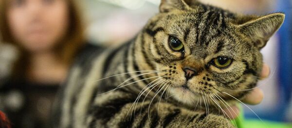 Kedi - Sputnik Türkiye