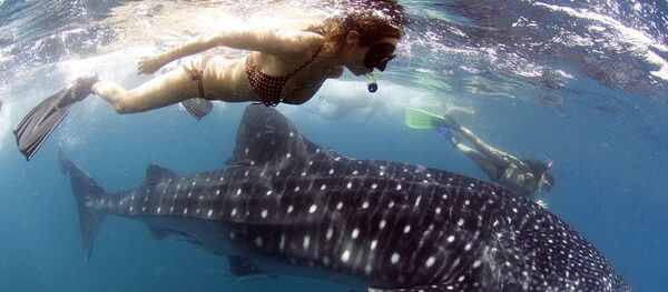 Okyanus, balık, deniz altı - Sputnik Türkiye