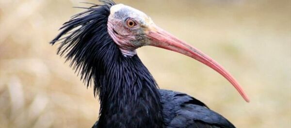 Kelaynak kuşu - Sputnik Türkiye