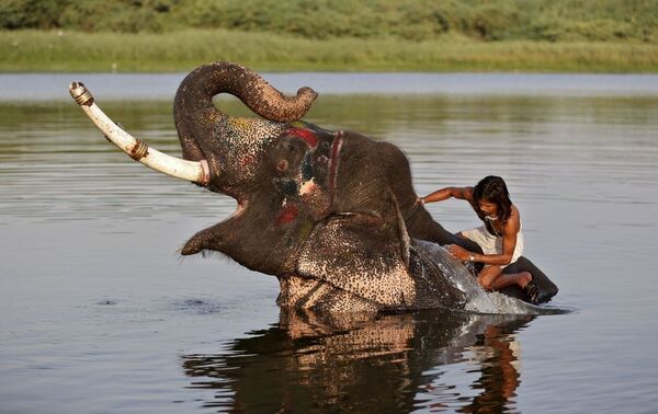 Hindistan'da bir fil sürücüsü nehirde  iş arkadaşını yıkıyor - Sputnik Türkiye