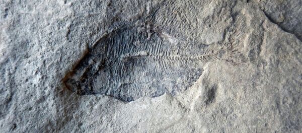 Balık fosili - Sputnik Türkiye