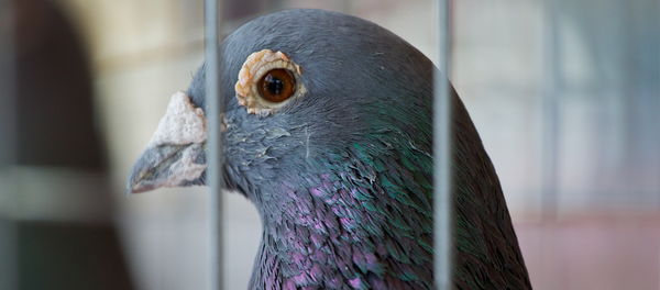 Güvercin - Sputnik Türkiye