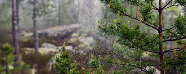 Karelya Cumhuriyeti'nin ormanında örümcek ağı - Sputnik Türkiye