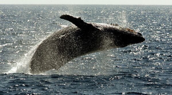 Hawaii Adaları'nın sularındaki kambur balina - Sputnik Türkiye
