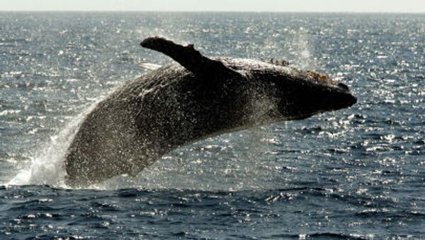 Hawaii Adalarının sularındaki kambur balina - Sputnik Türkiye