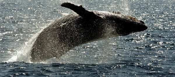 Hawaii Adalarının sularındaki kambur balina - Sputnik Türkiye