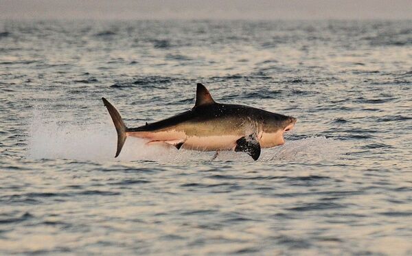 Güney Afrika'daki False Koyu'nun sularında büyük beyaz bir köpekbalığı - Sputnik Türkiye