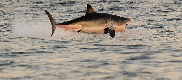 Güney Afrika'daki False Koyu'nun sularında büyük beyaz köpekbalığı - Sputnik Türkiye