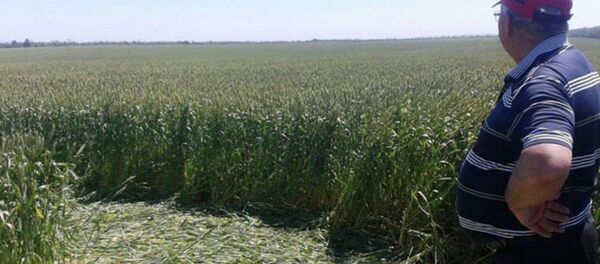 Tarlada gizemli daireler - Sputnik Türkiye