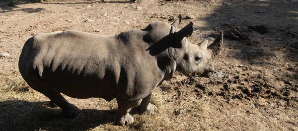 Selden etkilenen Tiflis Hayvanat Bahçesindeki gergedan - Sputnik Türkiye