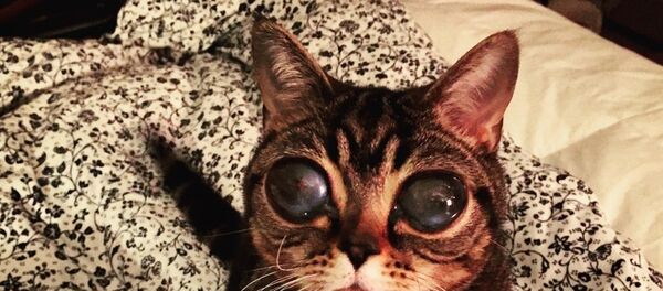 Uzaylı Kedi - Sputnik Türkiye