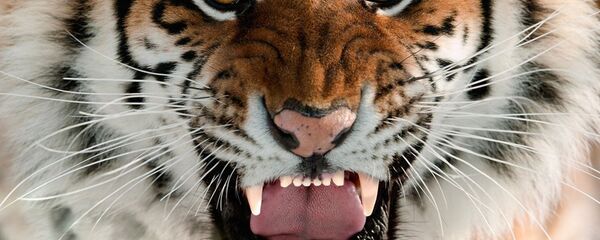 Aslan - Sputnik Türkiye