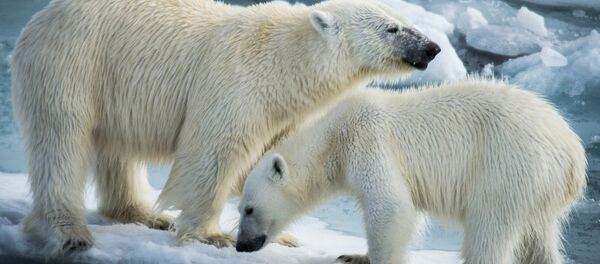 Kara Winter 2015 - Sputnik Türkiye