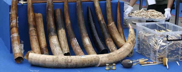 fil dişi, gergedan boynuzu fil dişi, gergedan boynuzu - Sputnik Türkiye