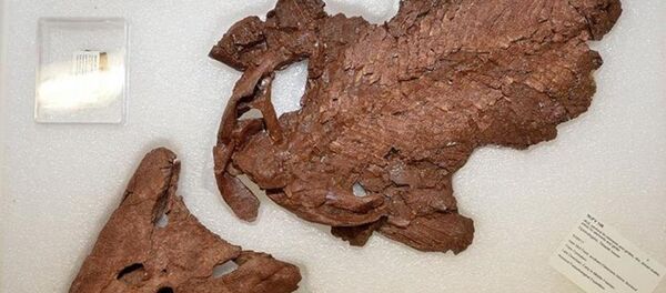 375 milyon yıllık balık fosili - Sputnik Türkiye