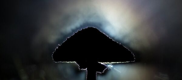 Vahşi yaşam fotoğrafları - Sputnik Türkiye