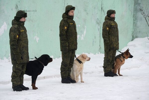 Rus ordusunun akıllı köpekleri - Sputnik Türkiye