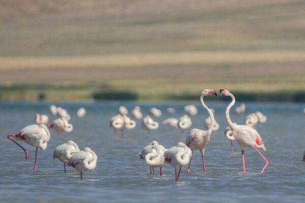 Flamingoların görsel şöleni - Sputnik Türkiye