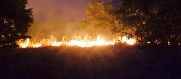 Diyarbakır'da ormanlık alanda yangın - Sputnik Türkiye