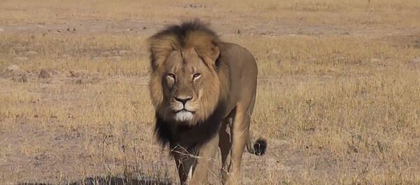 Afrika'nın en ünlü aslanı Cecil öldürüldü - Sputnik Türkiye