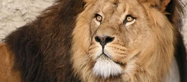 Afrika'nın en ünlü aslanı Cecil - Sputnik Türkiye