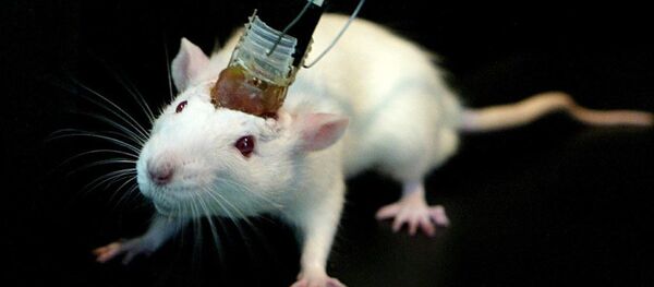 Beyin implantı fare - Sputnik Türkiye