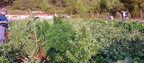 Hint keneviri - Sputnik Türkiye