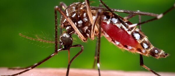 Sivrisinek - Sputnik Türkiye