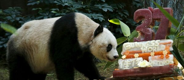 Dünyanın En Yaşlı Pandası - Sputnik Türkiye
