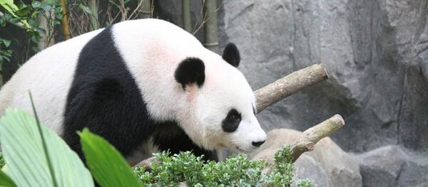 Dünyanın En Yaşlı Pandası - Sputnik Türkiye