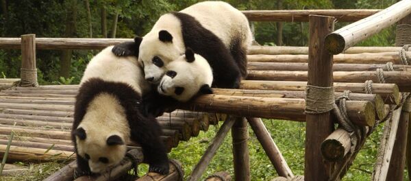 Panda - Sputnik Türkiye