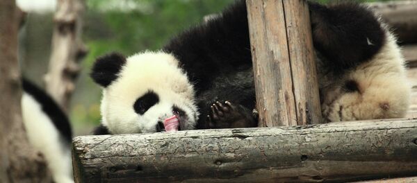 Panda - Sputnik Türkiye