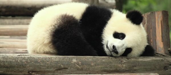 Panda - Sputnik Türkiye