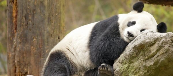 Panda - Sputnik Türkiye