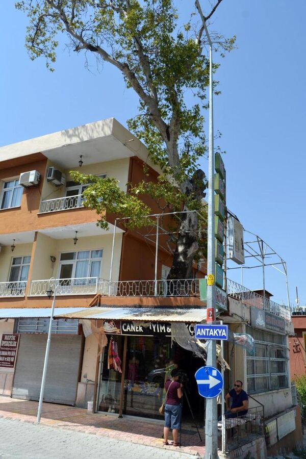 Dedesinin diktiği çınarı dükkanında koruyor - Sputnik Türkiye