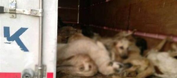 TIR'da köpek katliamı - Sputnik Türkiye