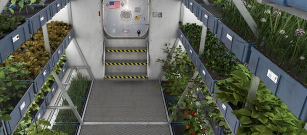 Uzayda yetiştirilen marul - Sputnik Türkiye