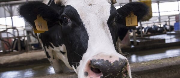 İnek - Sputnik Türkiye