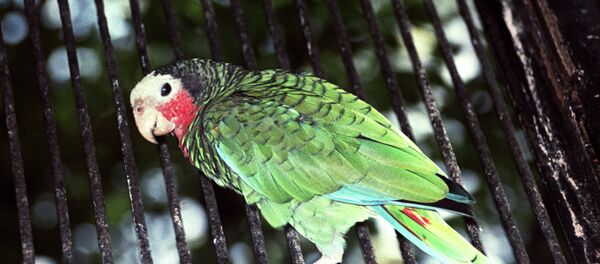 Papağan - Sputnik Türkiye