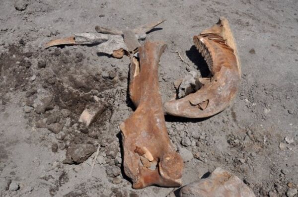 Tarladan ‘antik fil fosili’ çıktı - Sputnik Türkiye