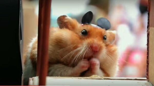 Hamster- Disney World - Sputnik Türkiye