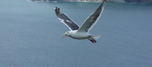 Martı Martı - Sputnik Türkiye