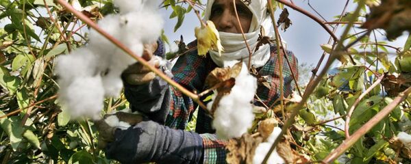 pamuk pamuk - Sputnik Türkiye