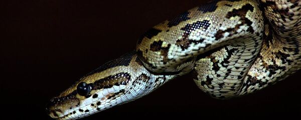 Yılan - Piton - Sputnik Türkiye