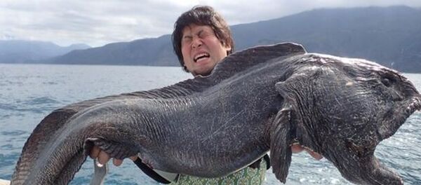 Japonya’da tutulan dev balık - Sputnik Türkiye